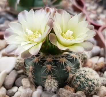 Gymnocalycium bruchii ssp. deminii - VG1176